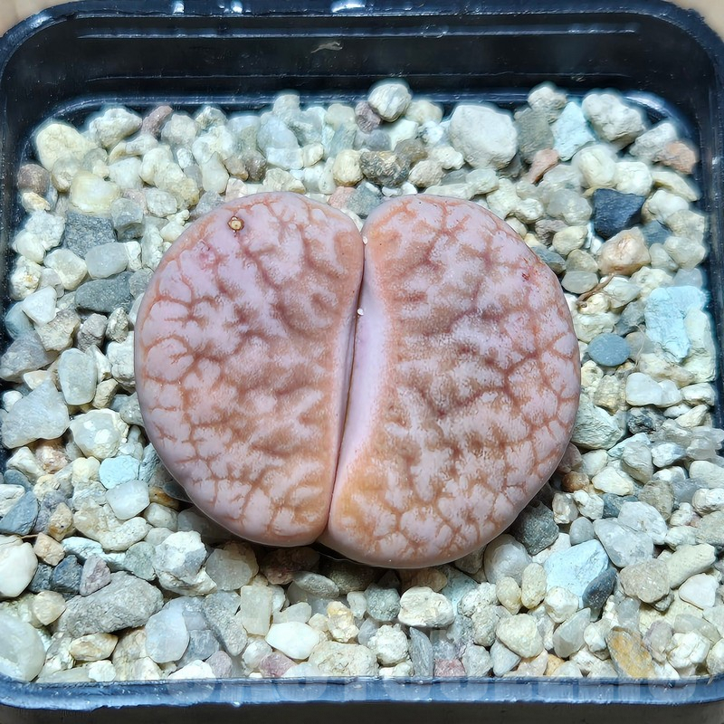 VVG598 Lithops gracilidelineata