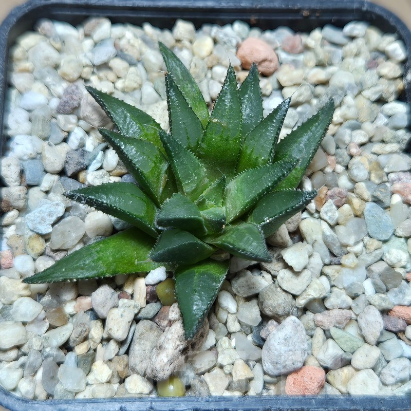 VVG599 Haworthia maraisii JDV 89-8 ex SH - Obrázek 2