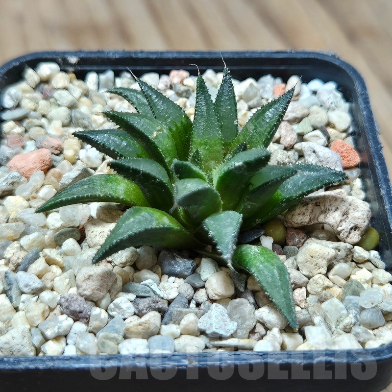 VVG599 Haworthia maraisii JDV 89-8 ex SH - Obrázek 3