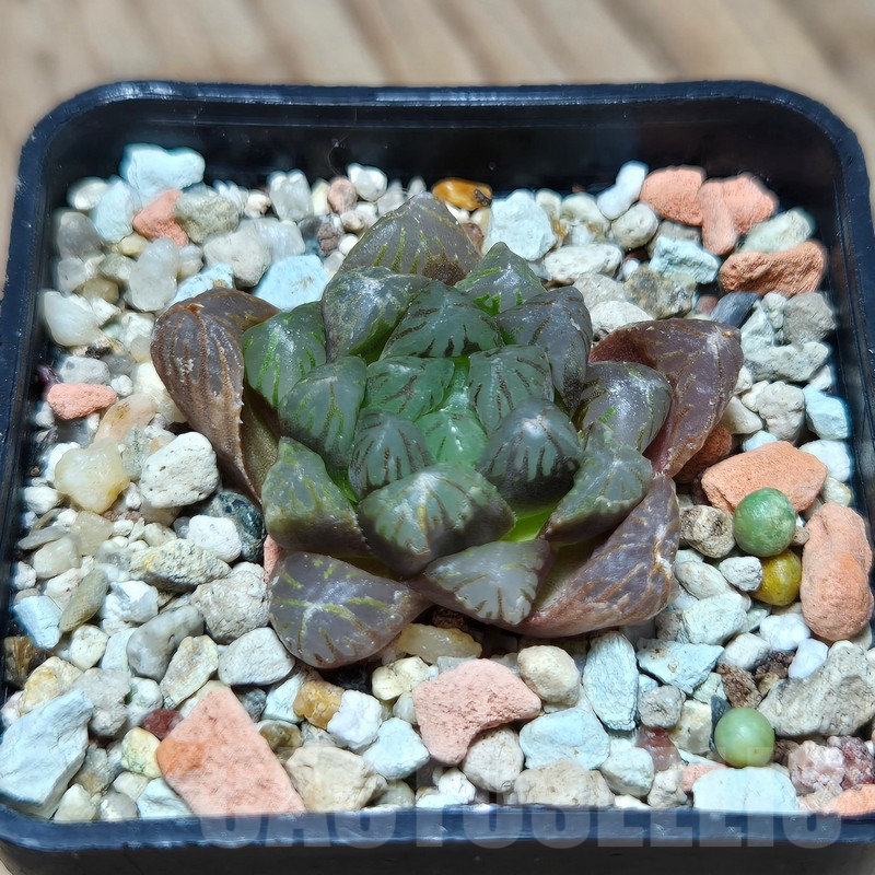 VVG601 Haworthia obtusa ‘Purple Dodson’ hybrid - Image 2