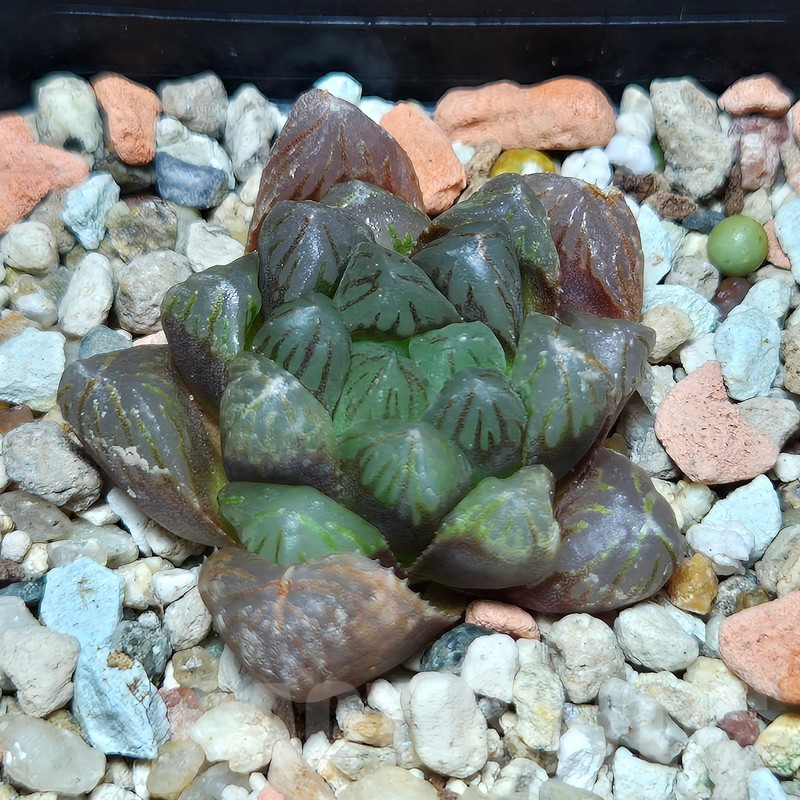 VVG601 Haworthia obtusa ‘Purple Dodson’ hybrid