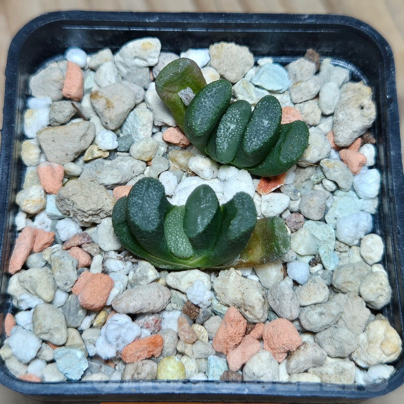 VVG605 Haworthia maughanii -Japan- 2 plants seedling - Image 2