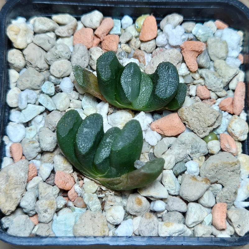 VVG605 Haworthia maughanii -Japan- 2 plants seedling