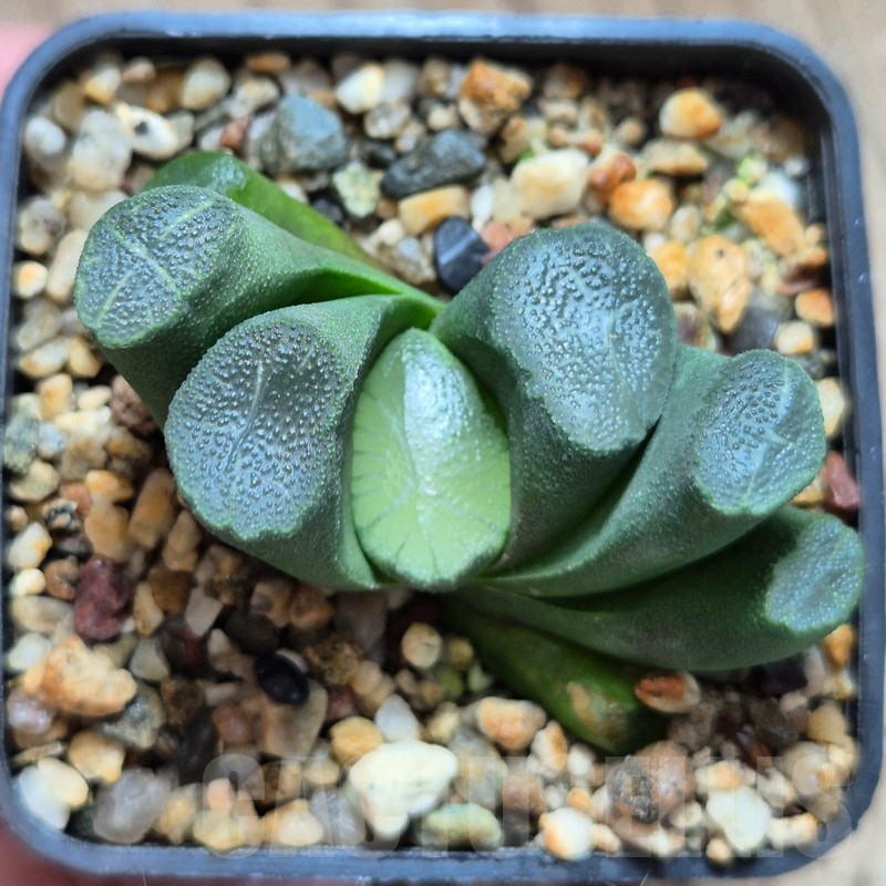 VVG609 Haworthia maughanii -Japan- seedling