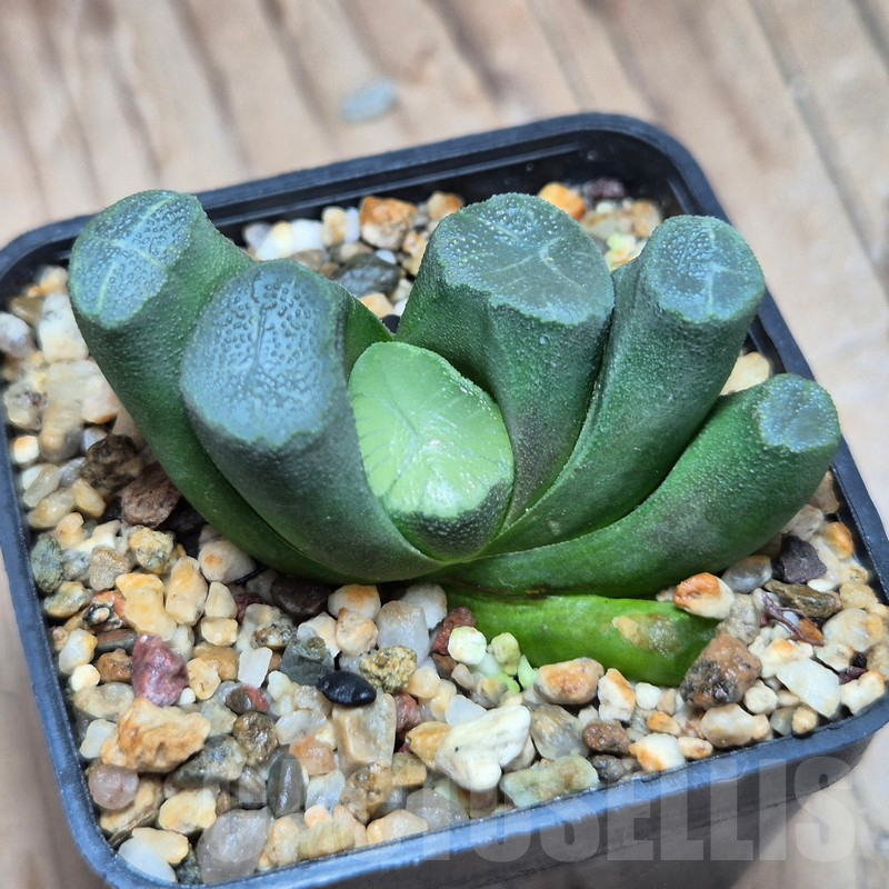 VVG609 Haworthia maughanii -Japan- seedling - Image 2