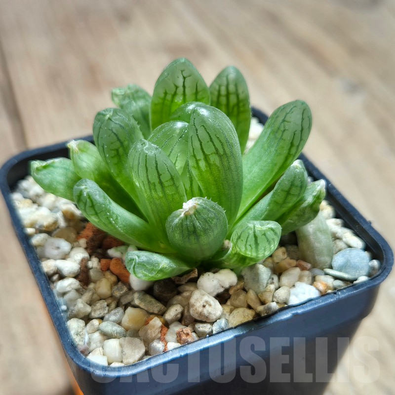 VVG611 Haworthia cymbiformis var. transiens - 画像 (2)