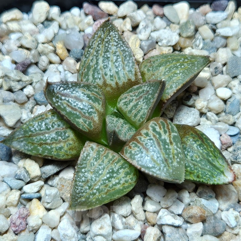 VVG612 Haworthia splendens 'Hakuja' hybrid seedling