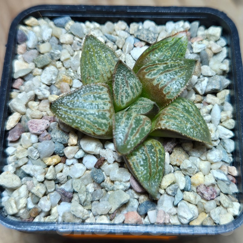 VVG612 Haworthia splendens 'Hakuja' hybrid seedling - immagine 2