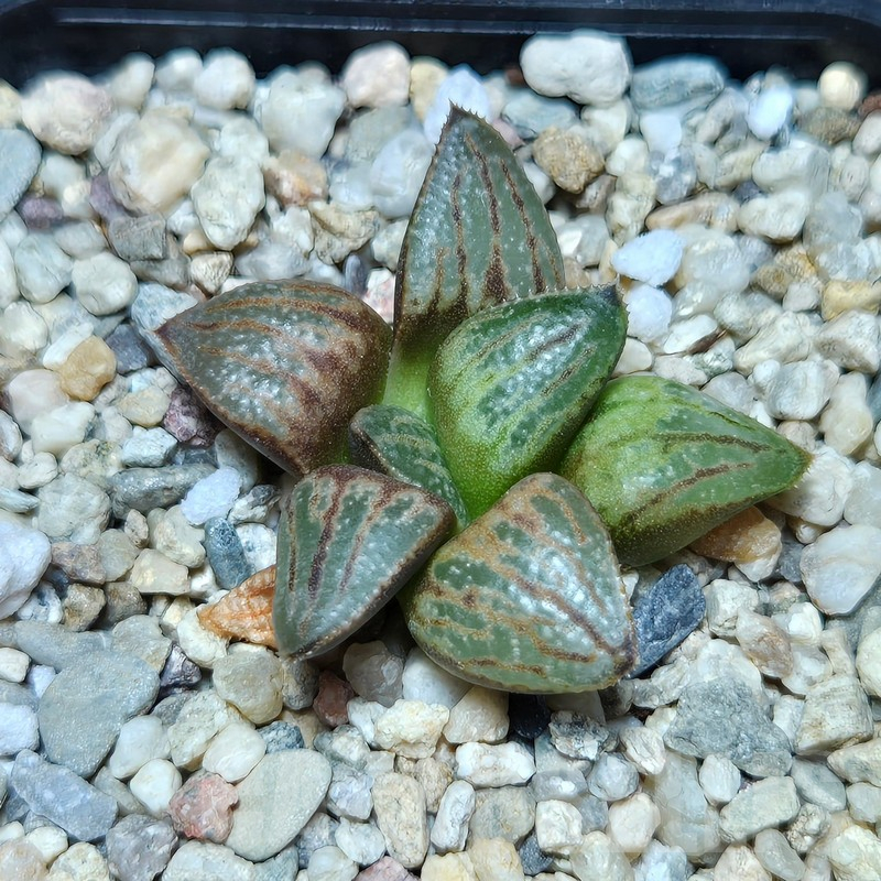 VVG613 Haworthia splendens 'Hakuja' hybrid seedling