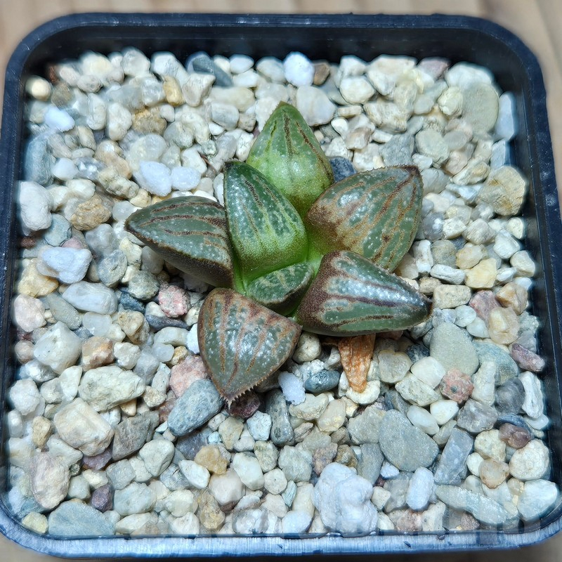 VVG613 Haworthia splendens 'Hakuja' hybrid seedling - immagine 2