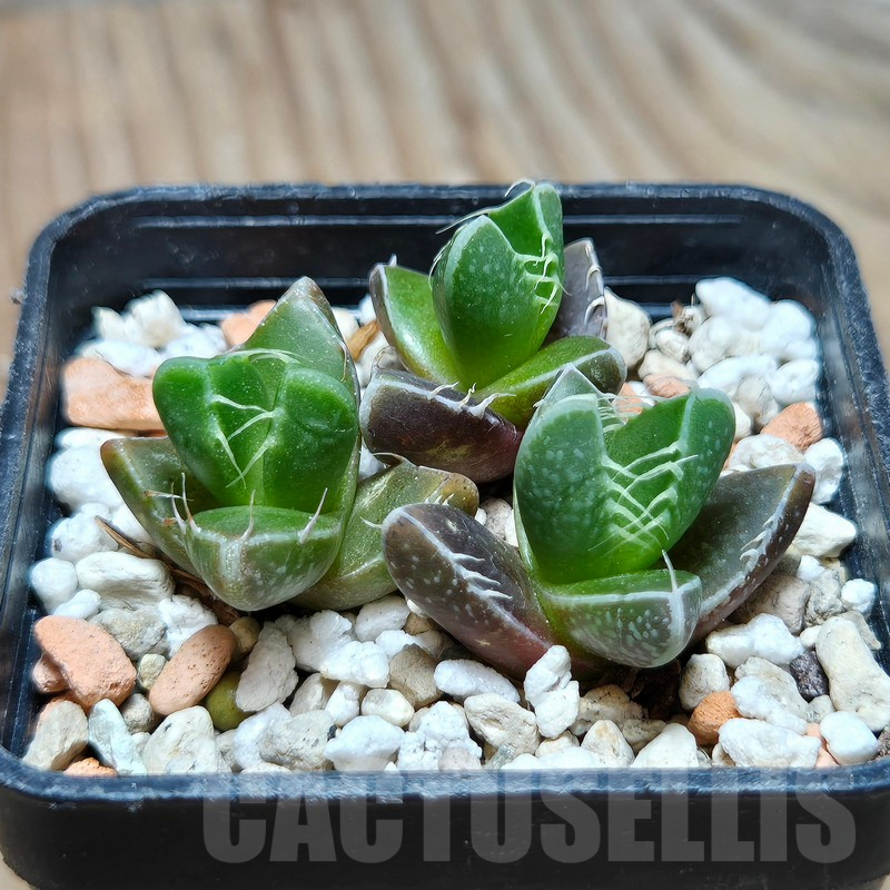 VVG614 Faucaria tigrina -Grahamston- 3 plants seedling - Зображення 2