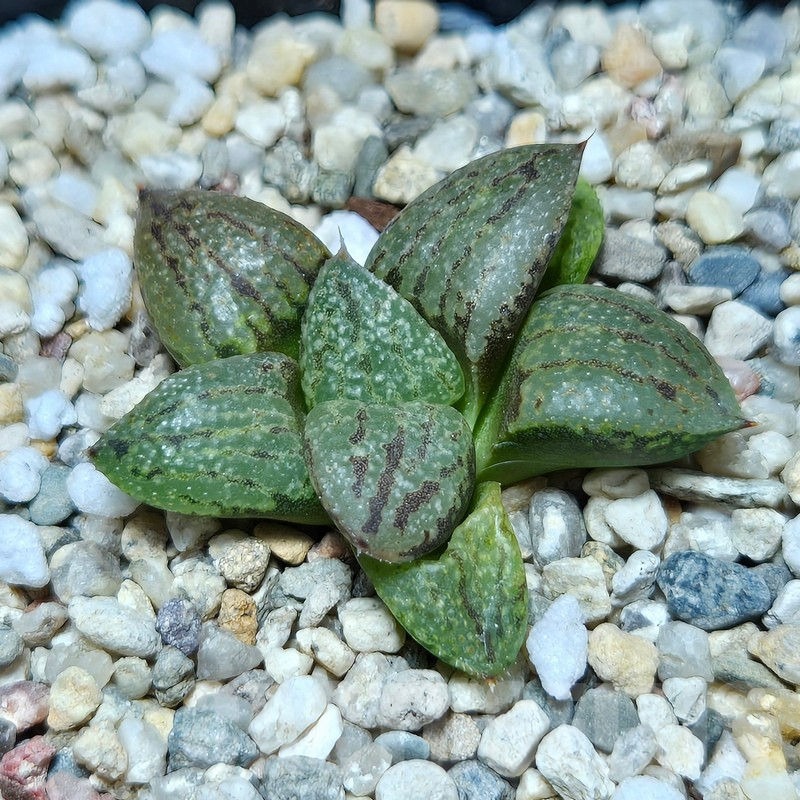 VVG616 Haworthia picta -Japan- hybrid seedling