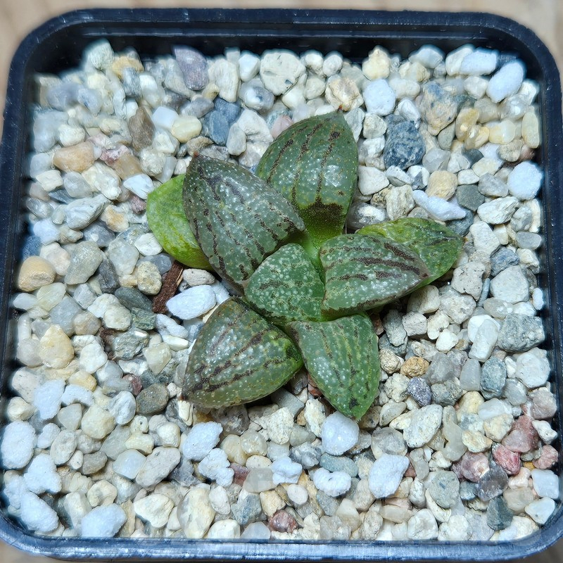 VVG616 Haworthia picta -Japan- hybrid seedling - Image 2