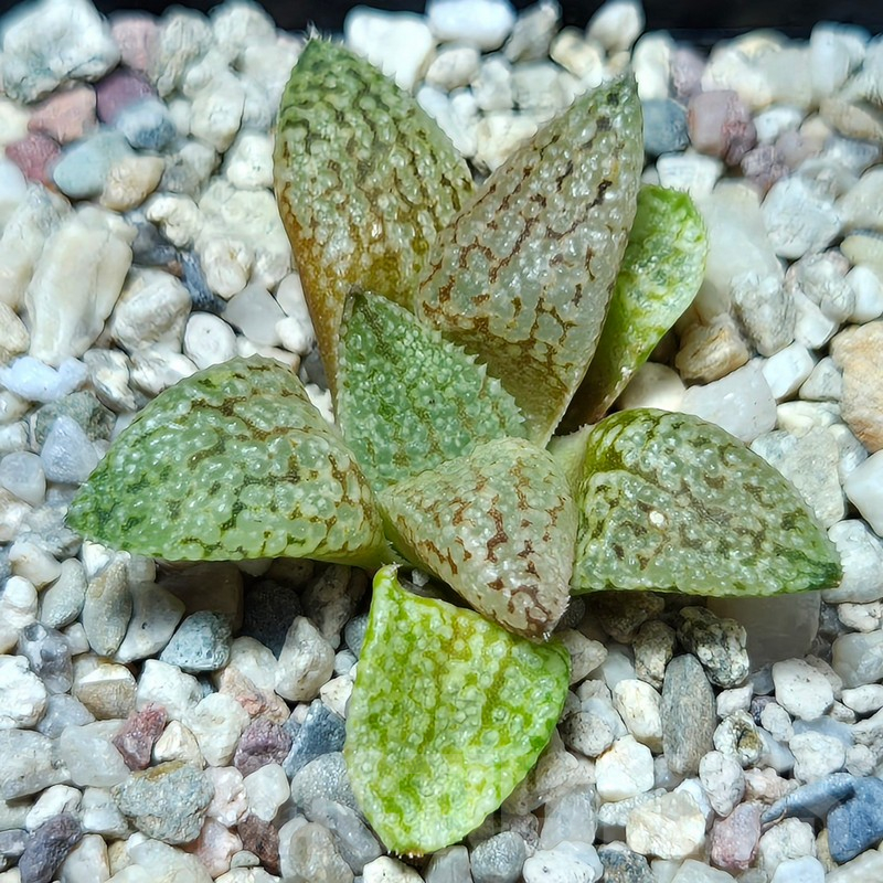 VVG617 Haworthia picta -Japan- hybrid seedling