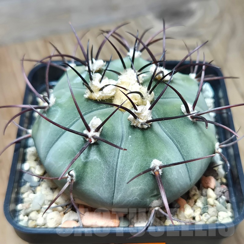 VVG618 Gymnocalycium cabreraense VoS 2122 big plants