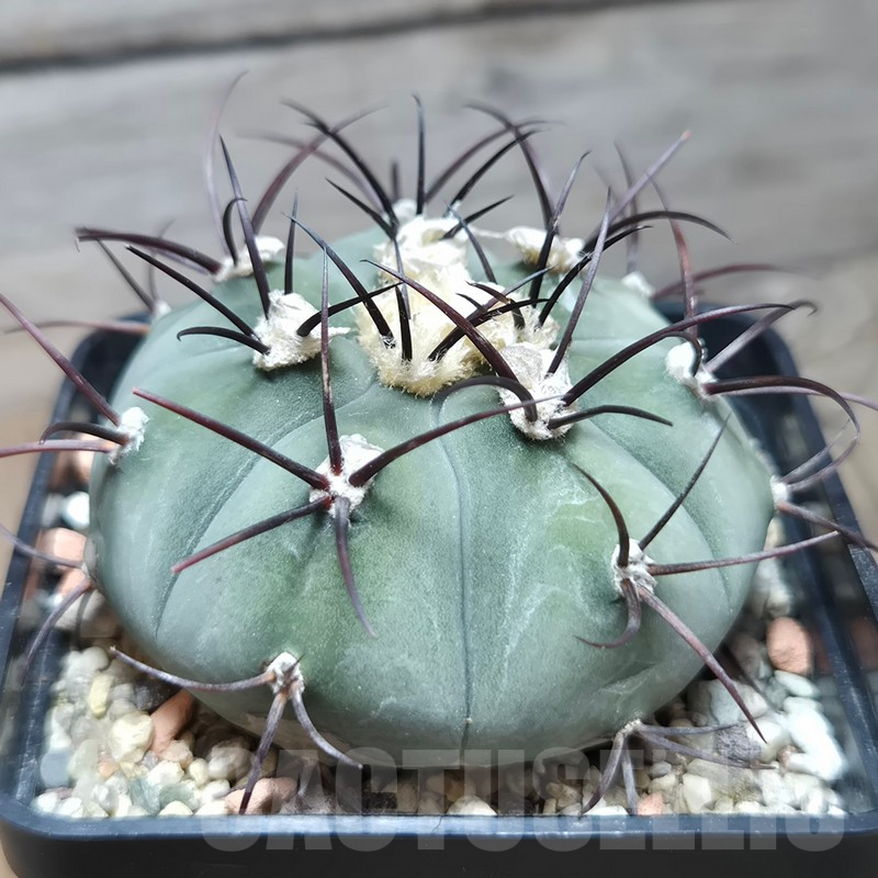 VVG618 Gymnocalycium cabreraense VoS 2122 big plants - Image 2