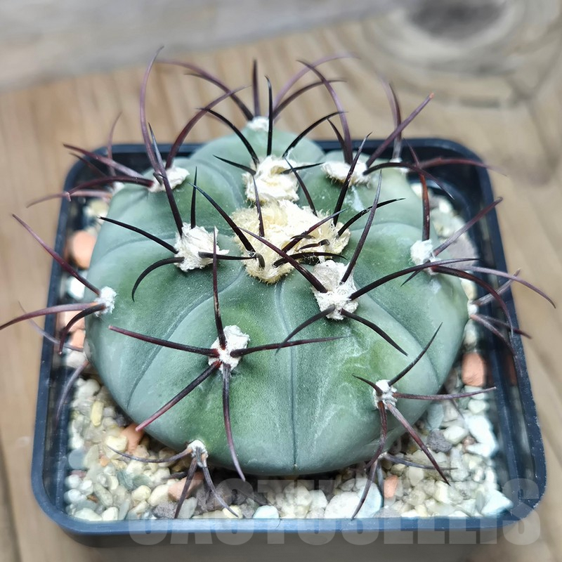 VVG618 Gymnocalycium cabreraense VoS 2122 big plants - Image 3