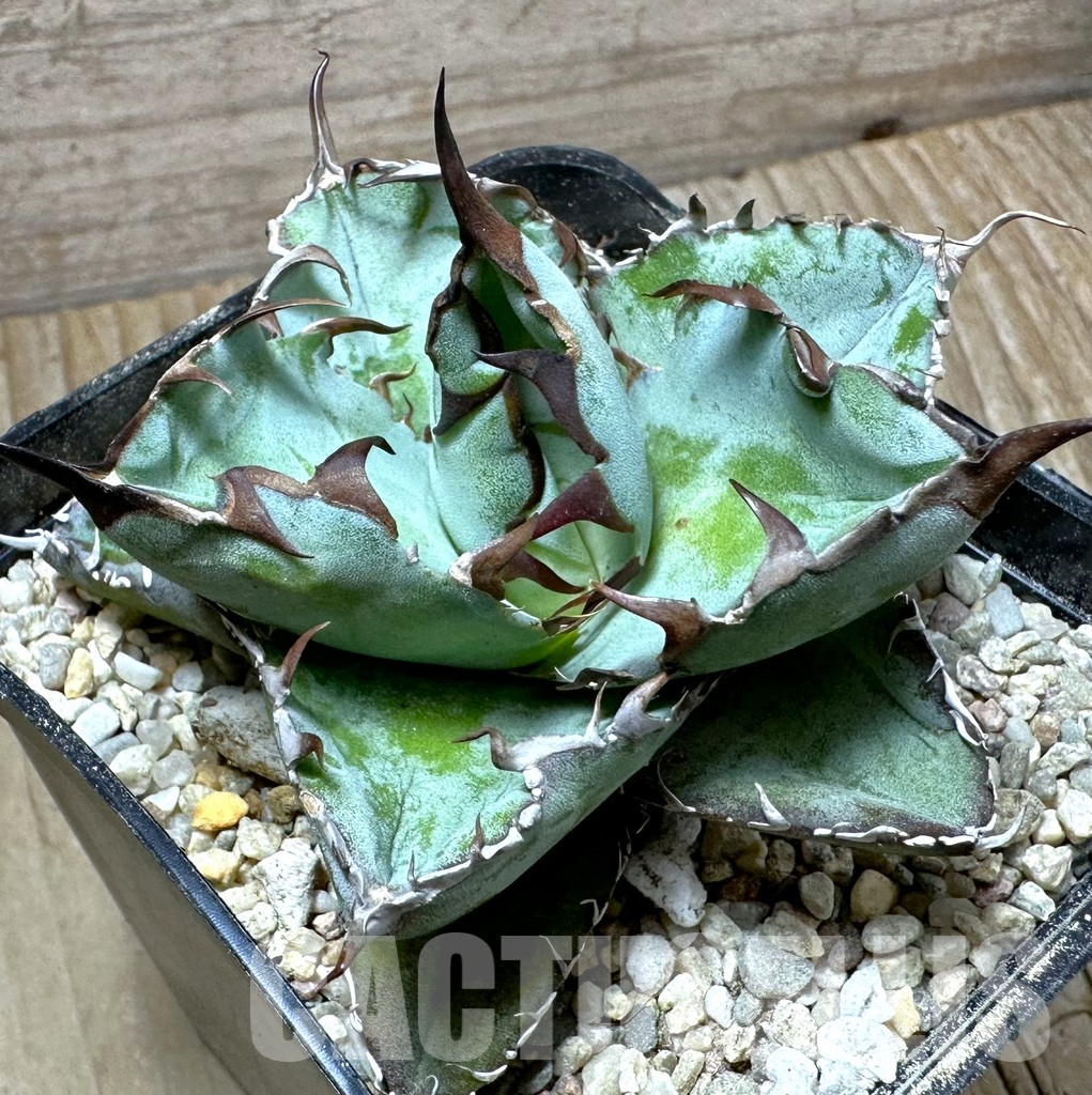 SHPR42534 Agave titanota 'Black and Blue'