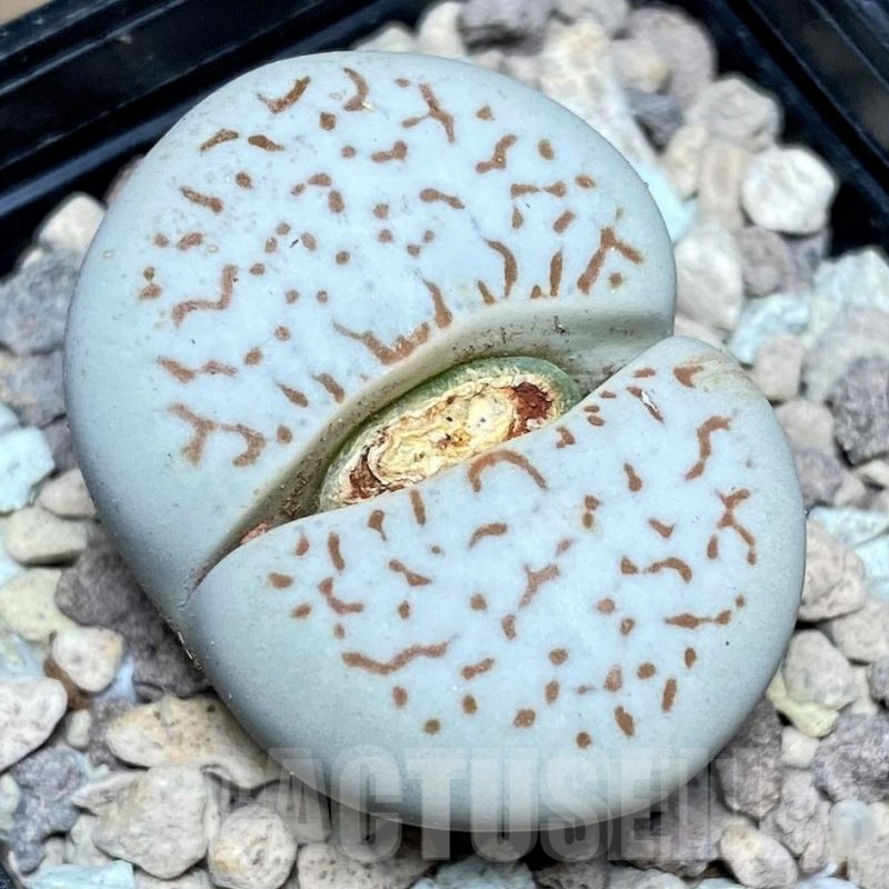 LOT82 20 SEEDS Dinteranthus vanzylii 2024 year