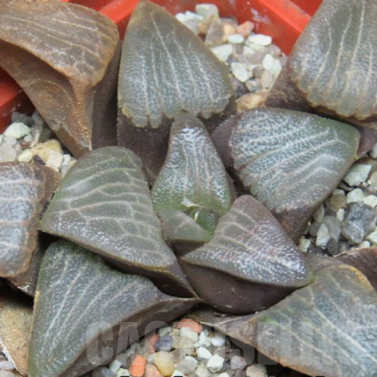 VVG606 Haworthia bayeri -Kammanassie Dam- 2 plants seedling