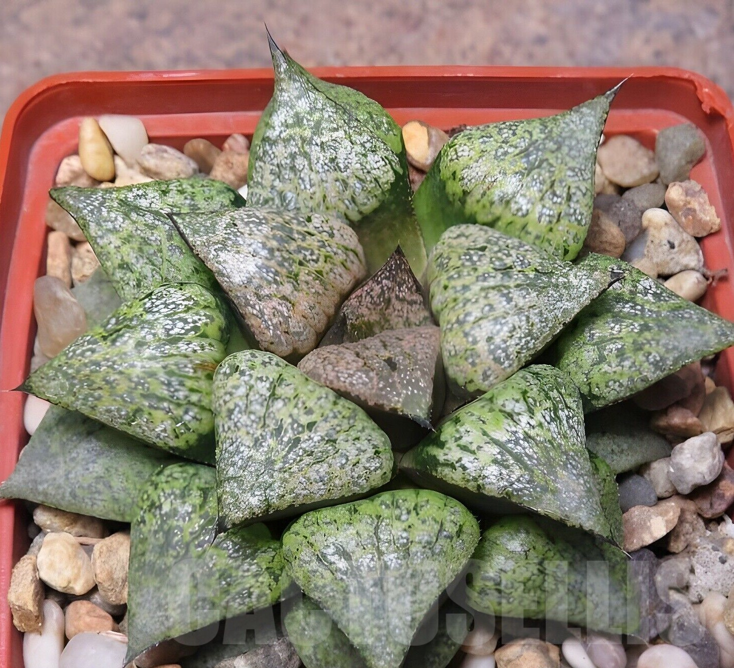 VVG41370 Haworthia comptoniana x picta