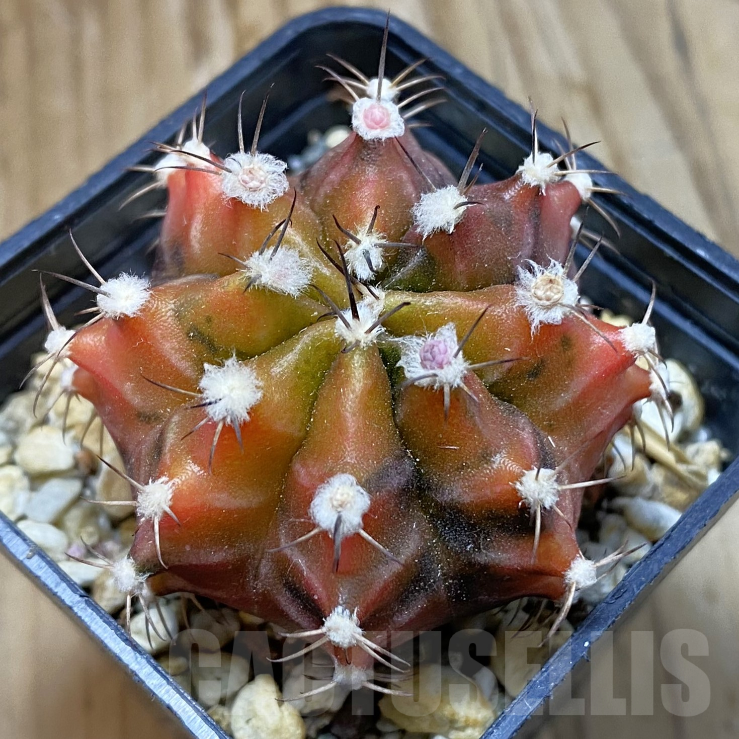 SH14555 Gymnocalycium mihanovichii ‘Sepia’, seedling