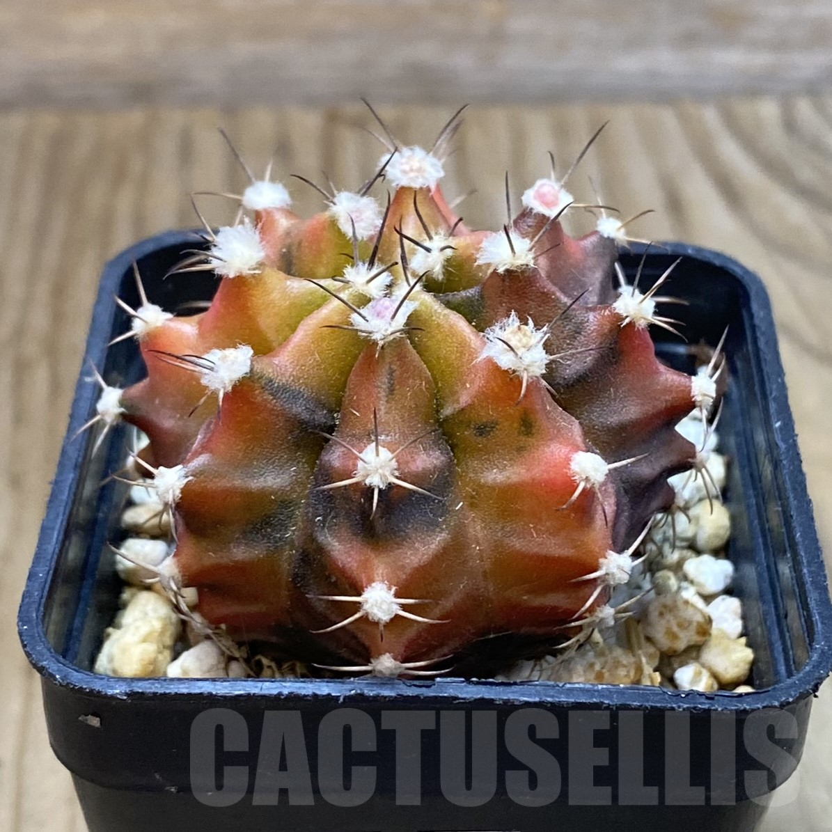 SH14555 Gymnocalycium mihanovichii ‘Sepia’, seedling - Obrázek 2