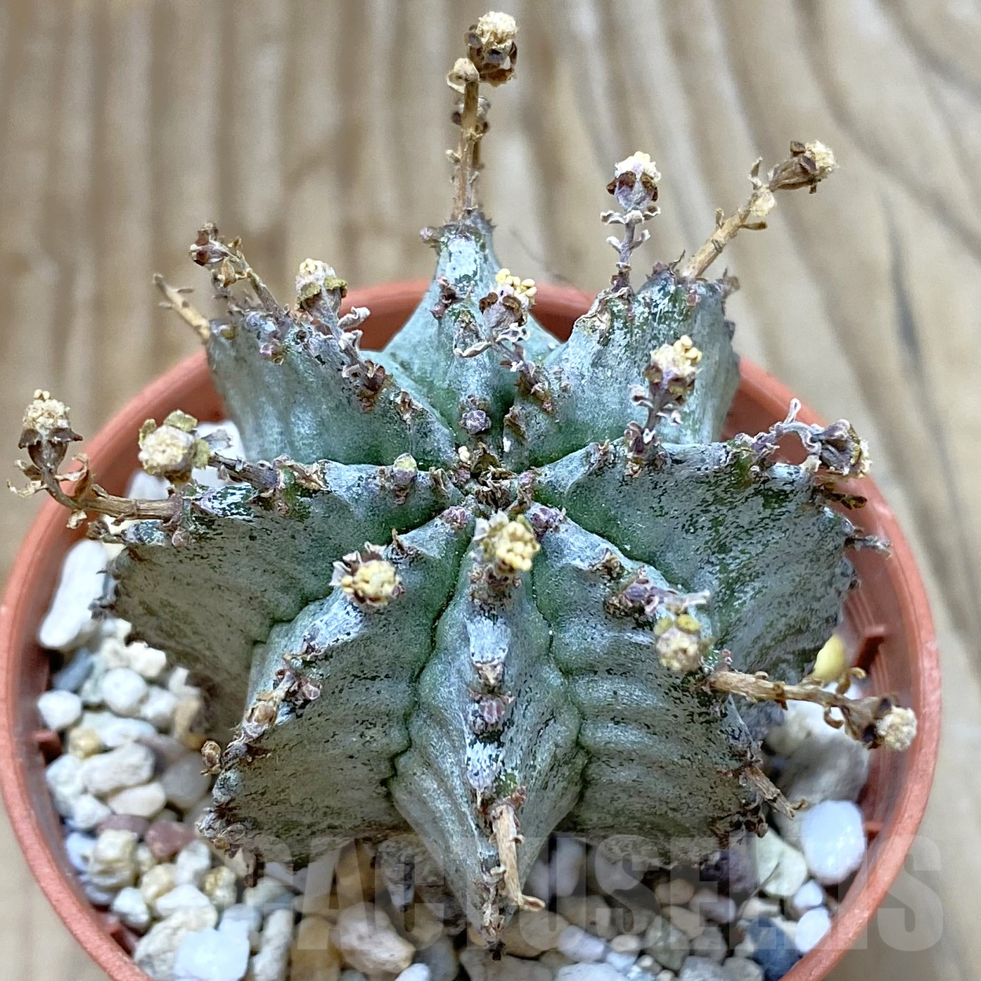 SHPR42187 Euphorbia horrida v. alba, seedling