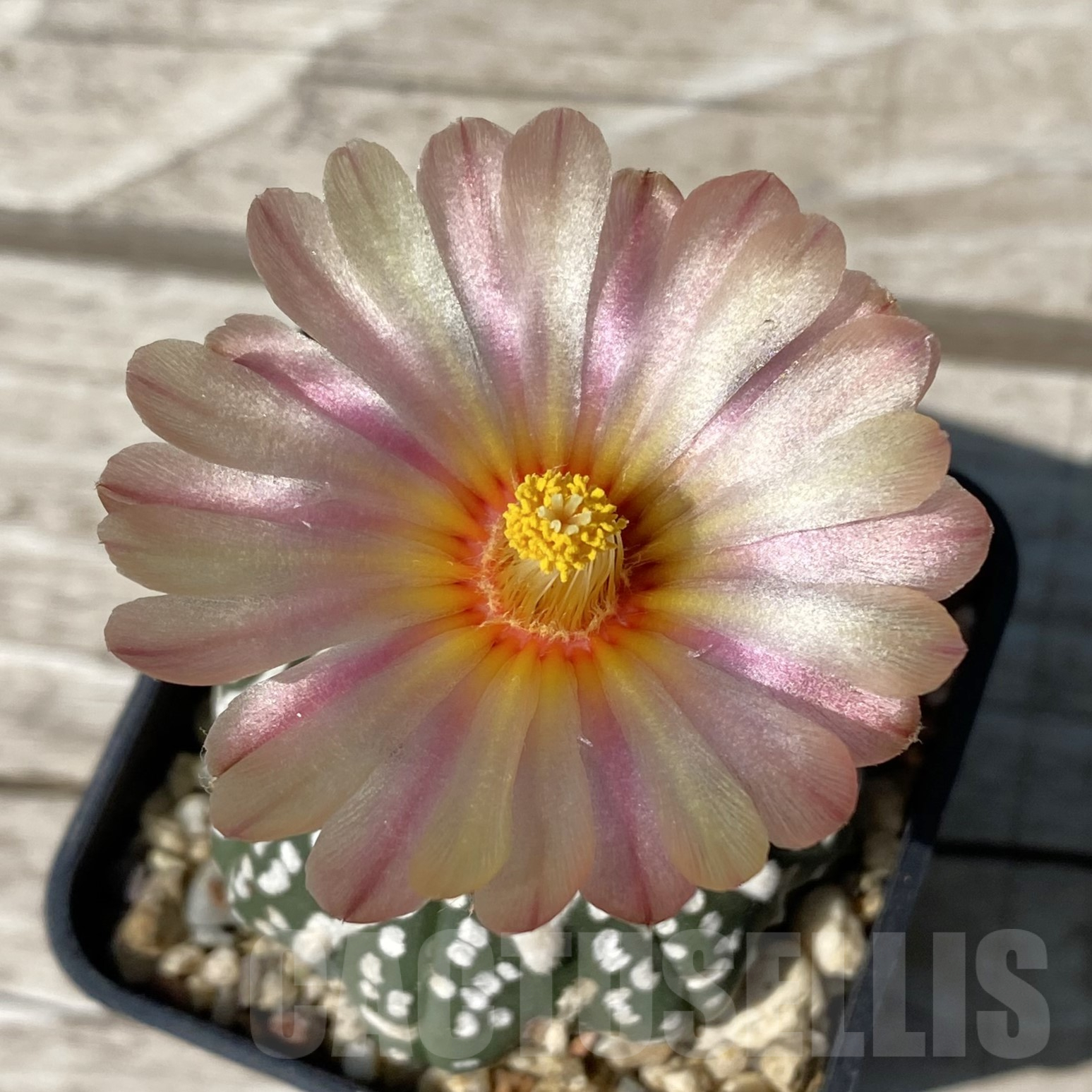 SH395 Astrophytum asterias ‘Super Kabuto’ V-type f. nudum