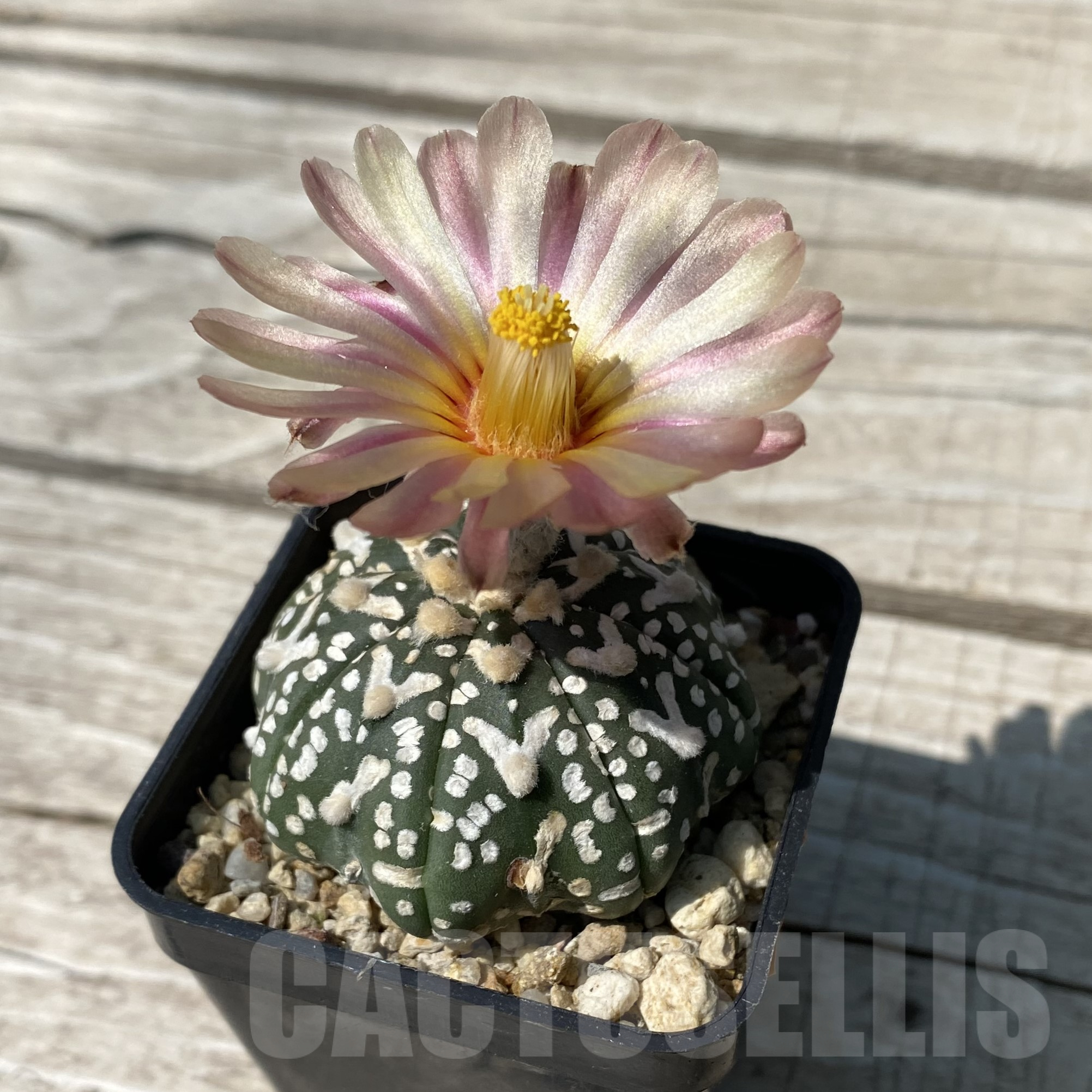 SH395 Astrophytum asterias ‘Super Kabuto’ V-type f. nudum - immagine 2