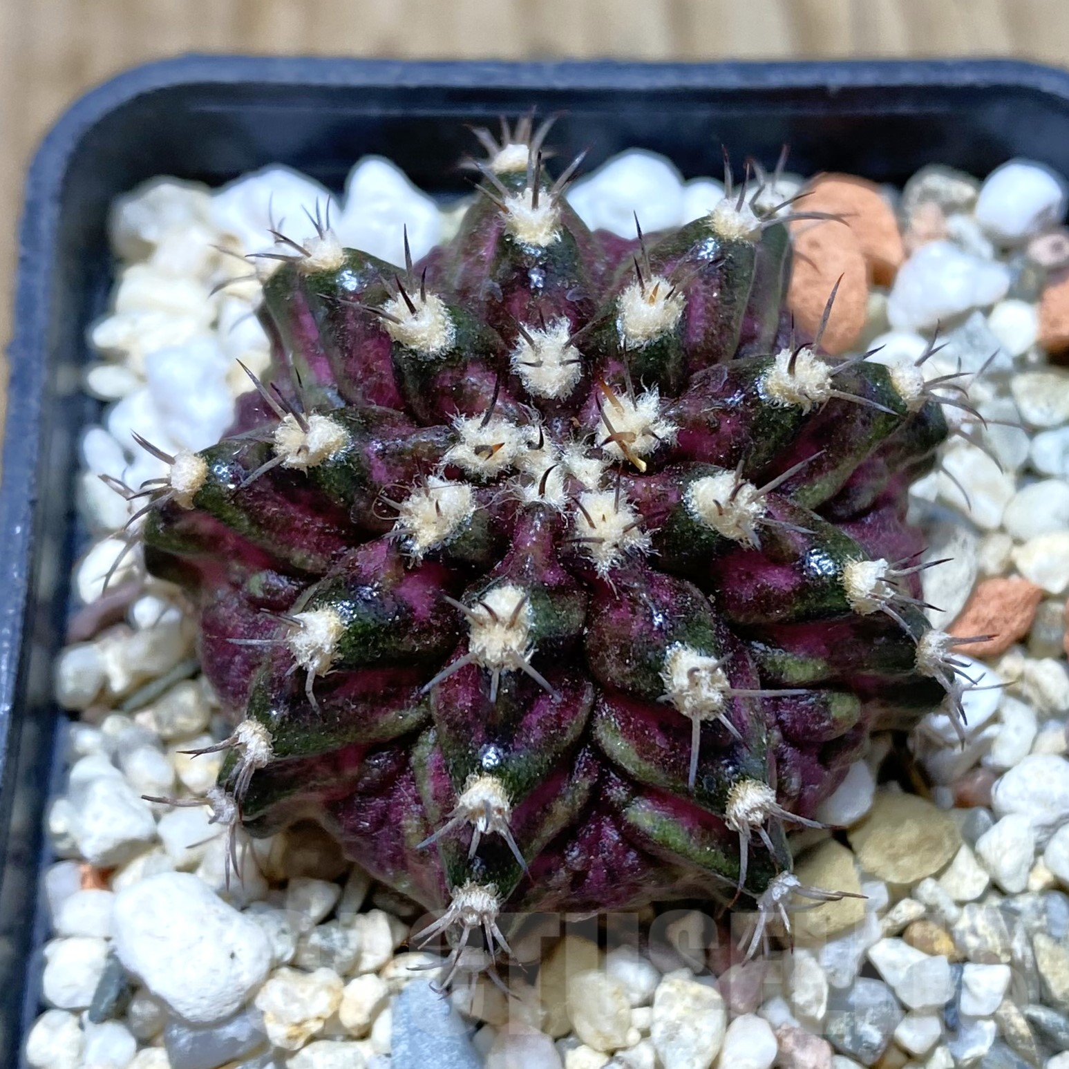 SH856 Gymnocalycium mihanovichii T-Rex, seedling