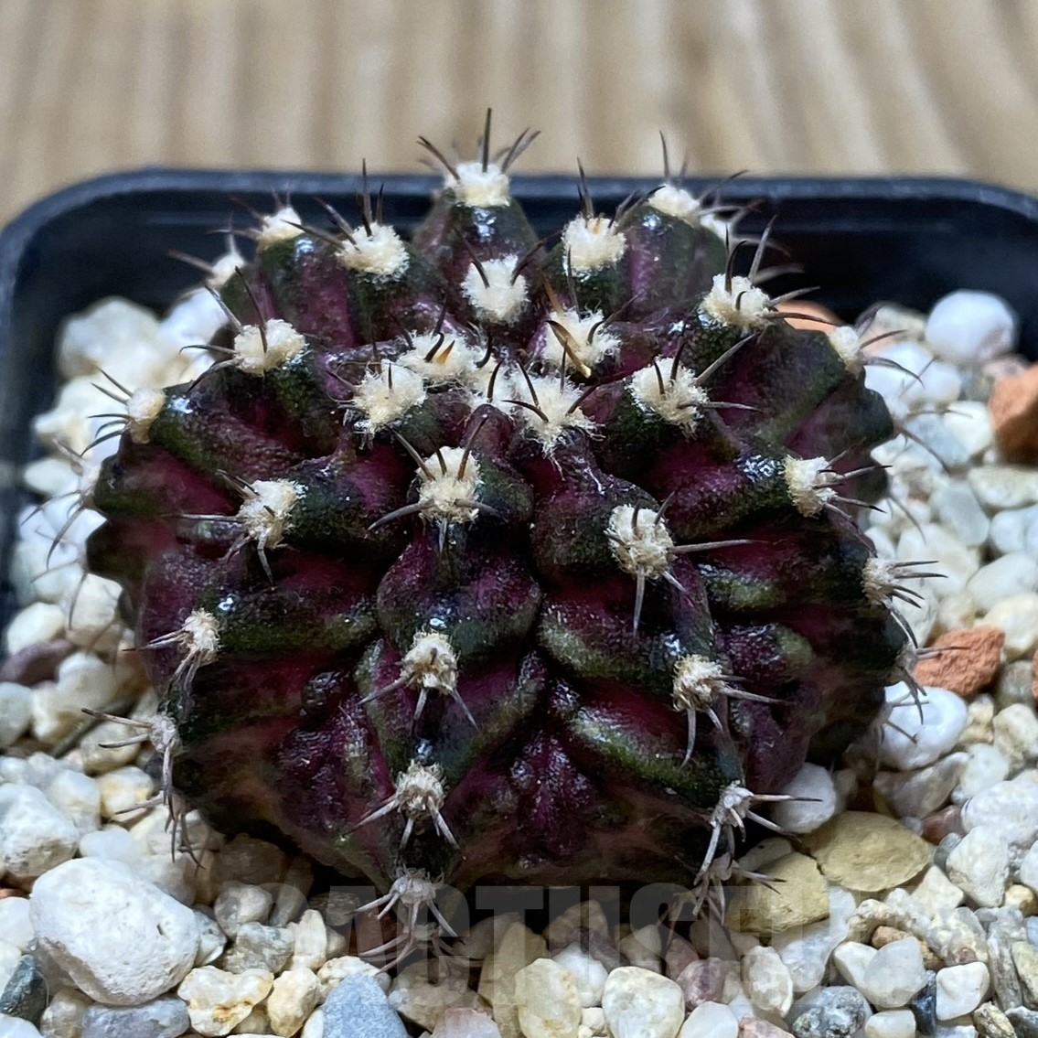 SH856 Gymnocalycium mihanovichii T-Rex, seedling - Image 2