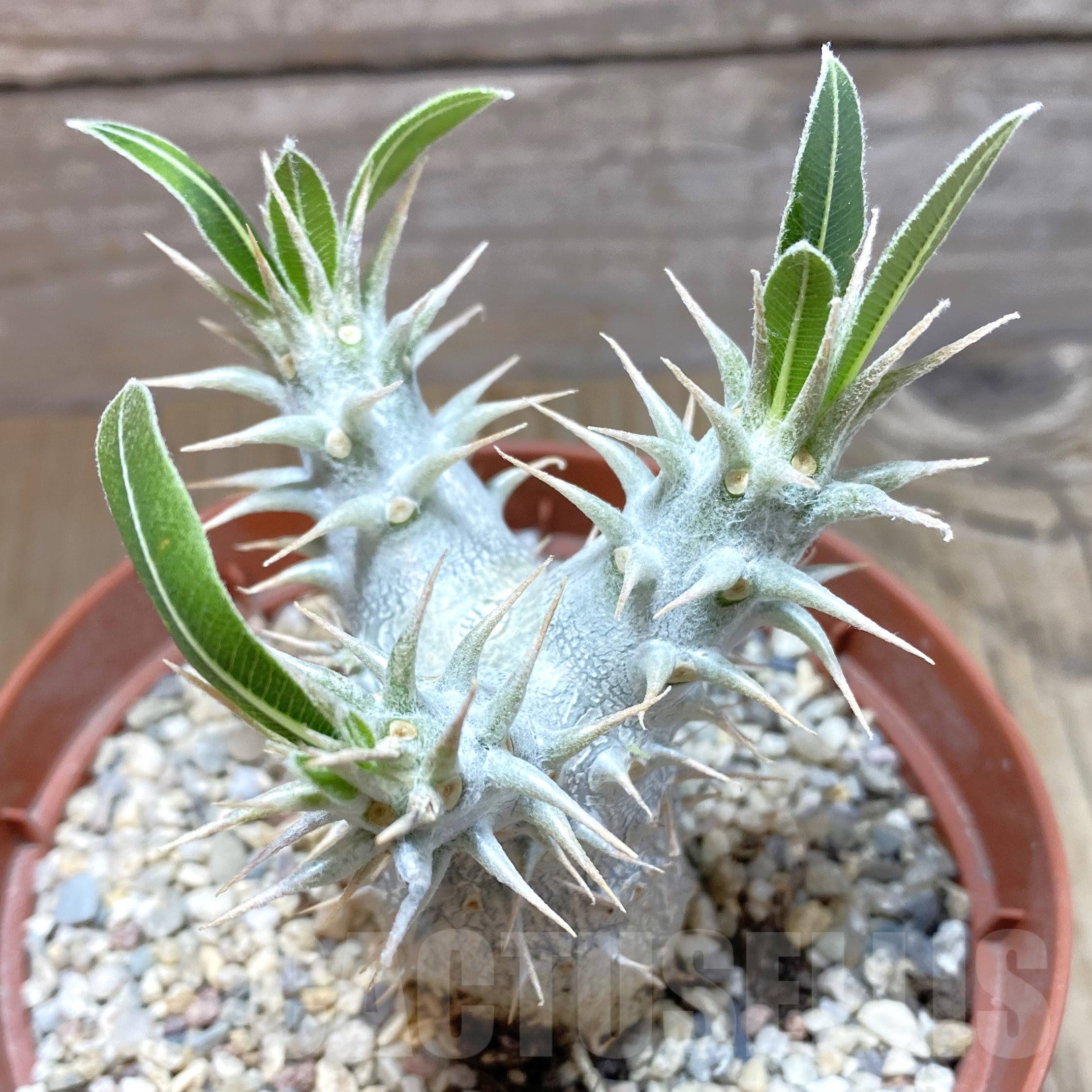 SH905 Pachypodium horombense