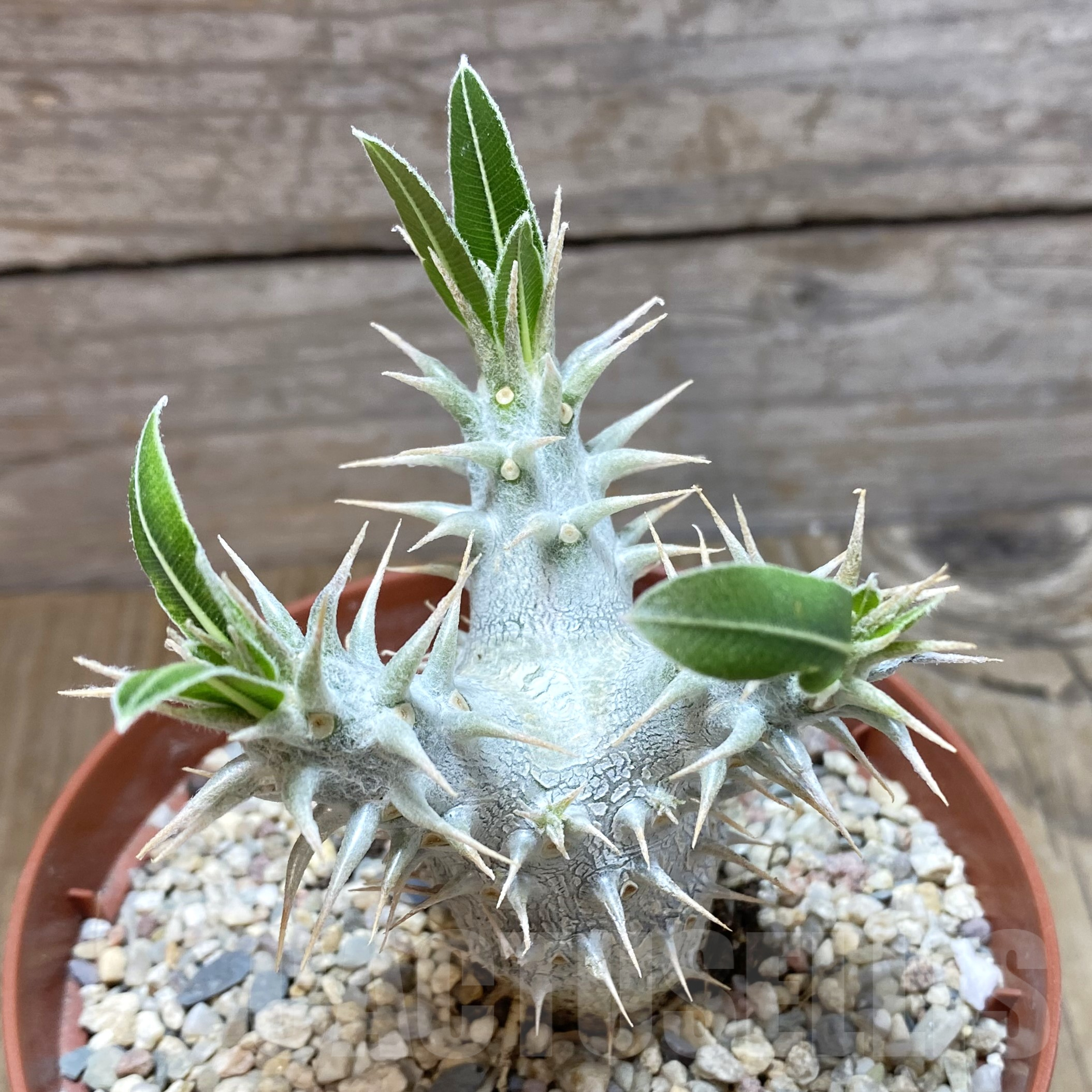 SH905 Pachypodium horombense - Obrázek 2