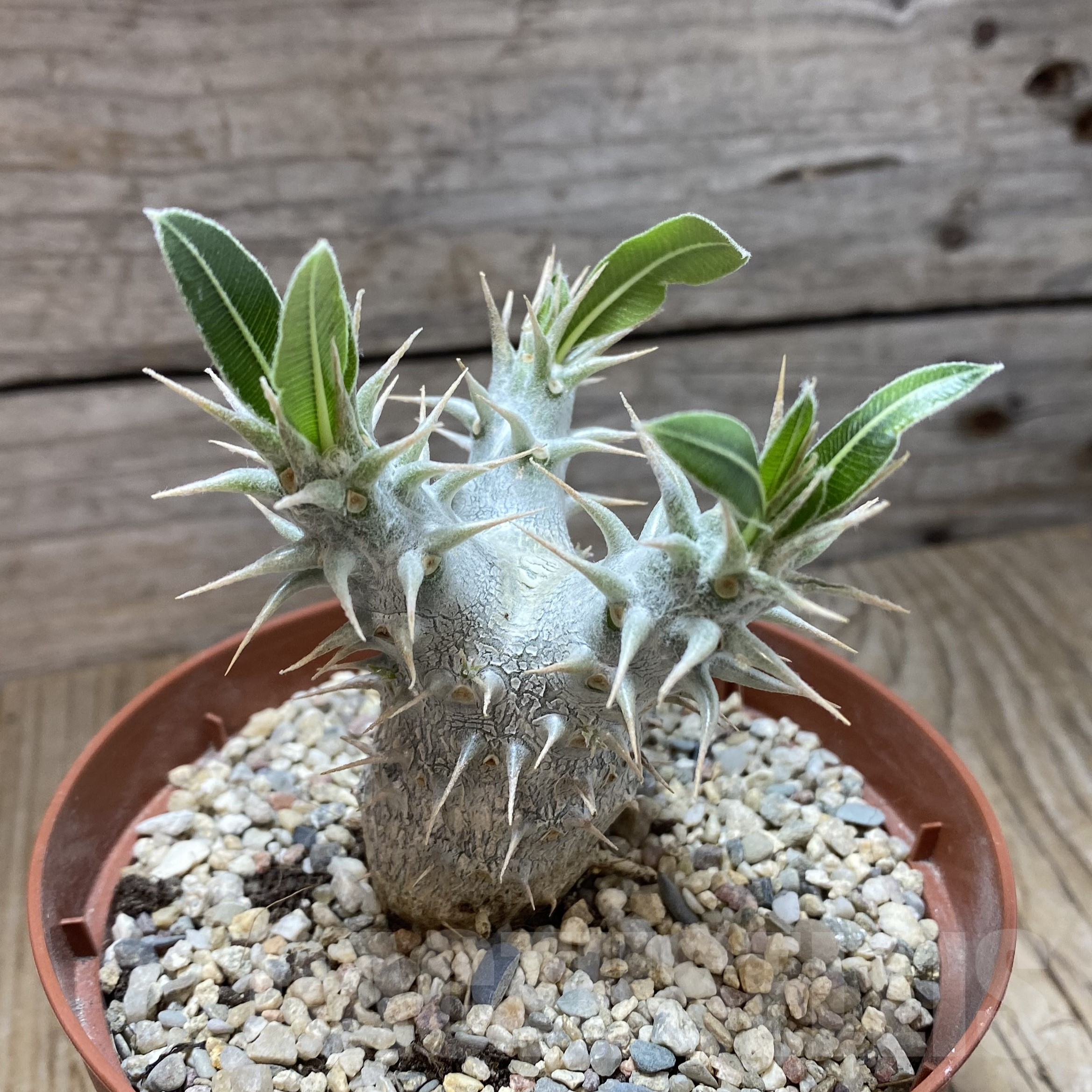 SH905 Pachypodium horombense - Obrázek 3
