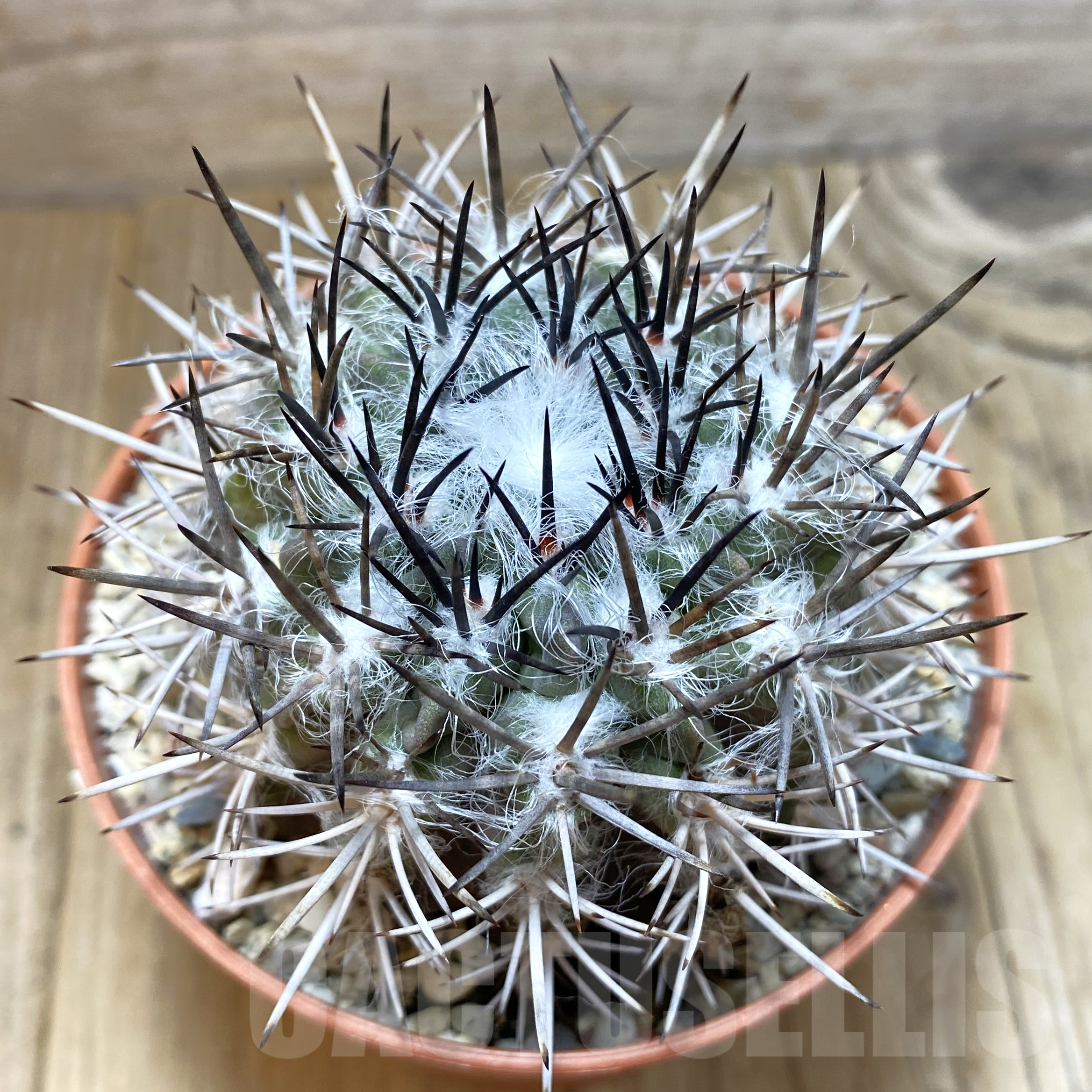 SH909 Pyrrhocactus floccosus