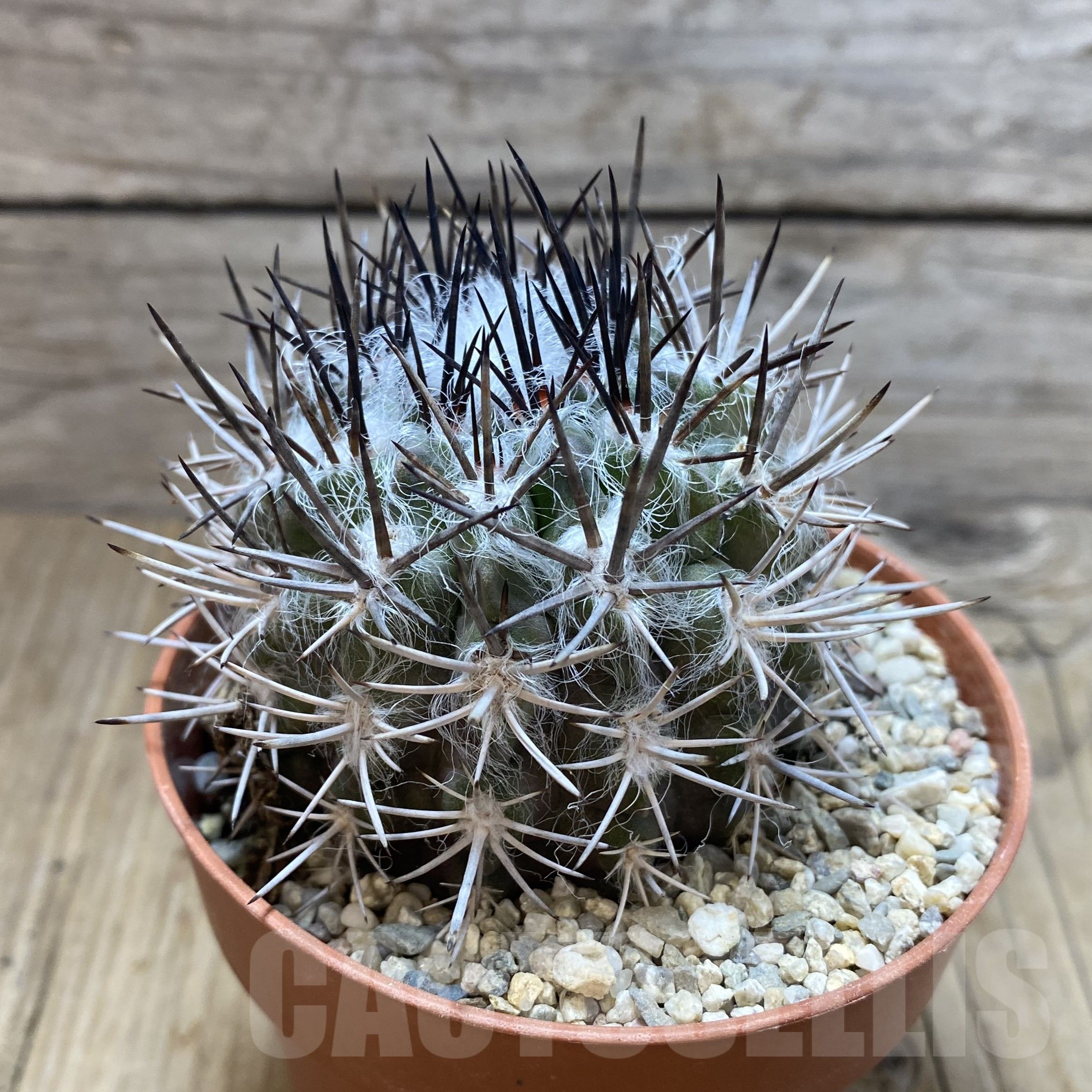 SH909 Pyrrhocactus floccosus - Imagen 2