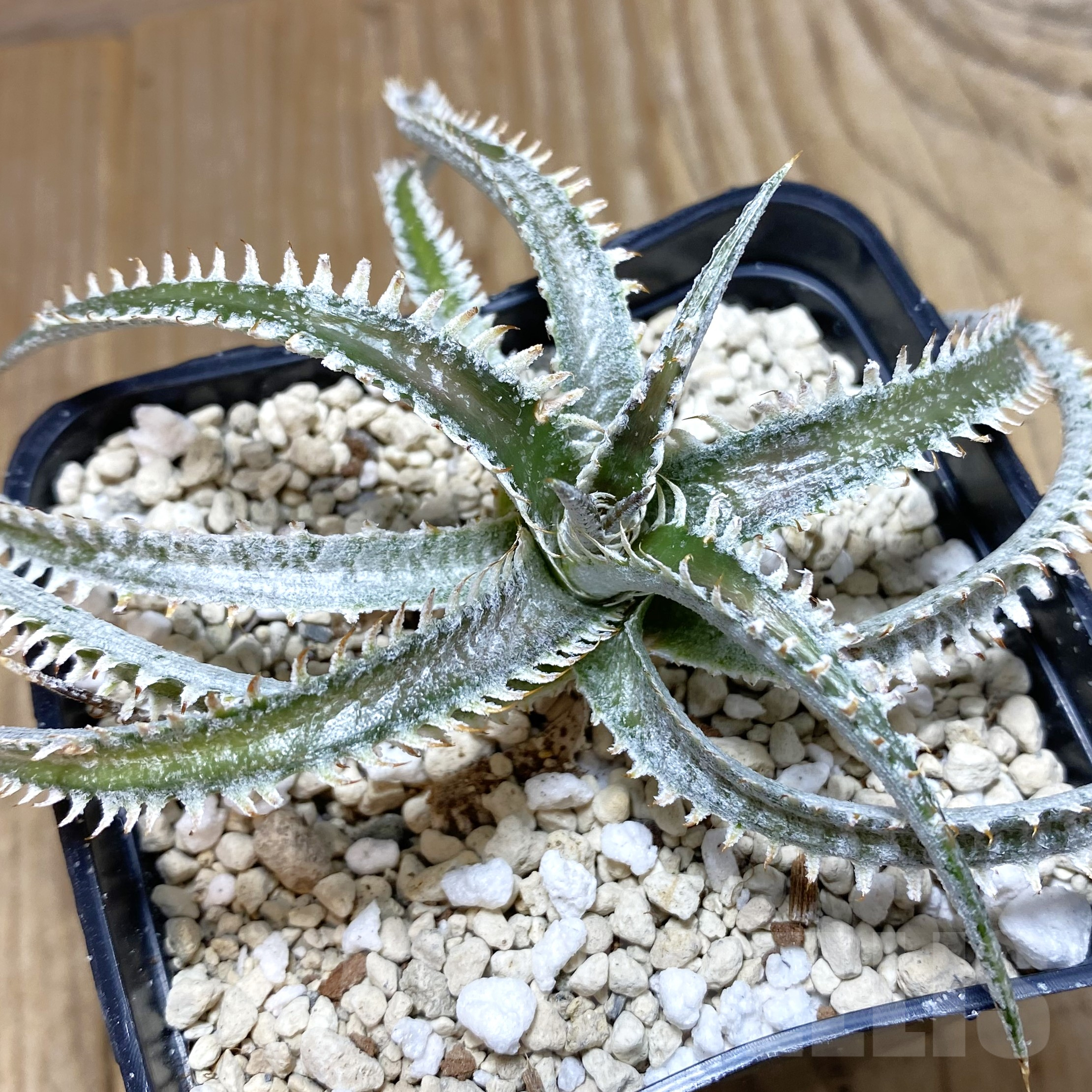 SH910 Dyckia hybrid