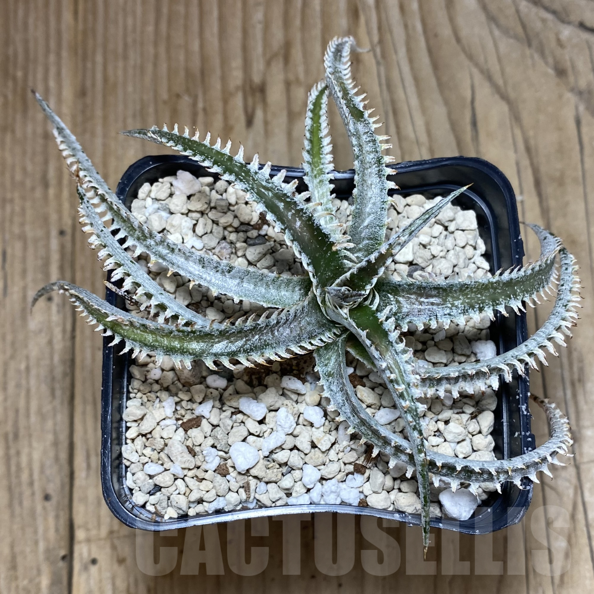 SH910 Dyckia hybrid - immagine 2