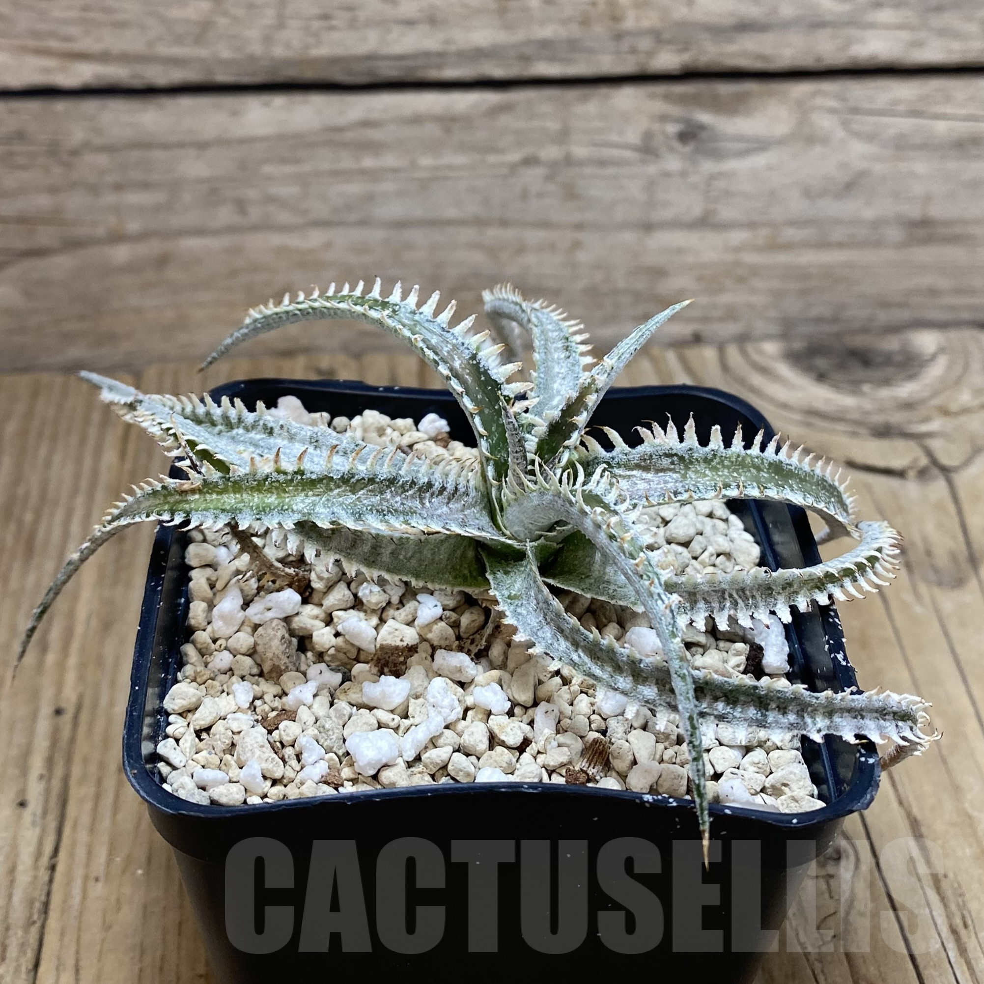SH910 Dyckia hybrid - immagine 3