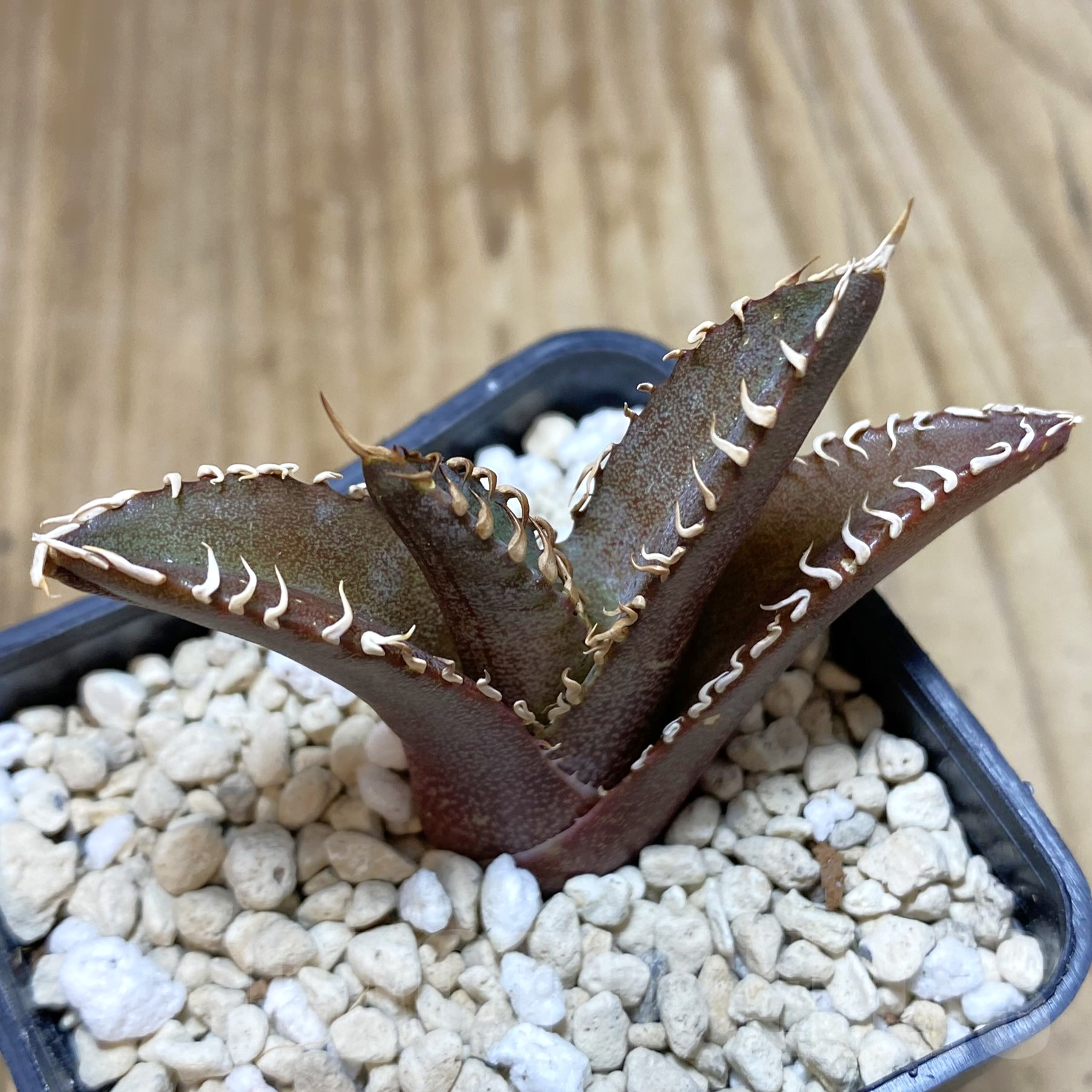 SH912 Agave titanota 'Red Catweazle'