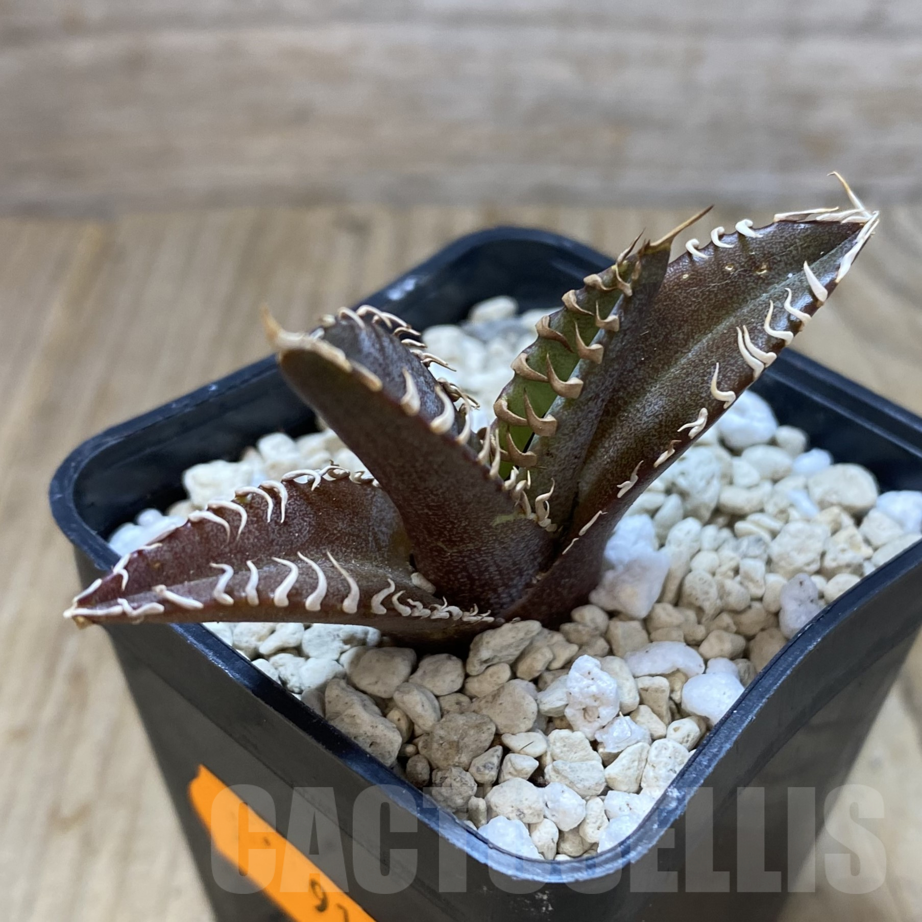 SH912 Agave titanota 'Red Catweazle' - Obrázek 2