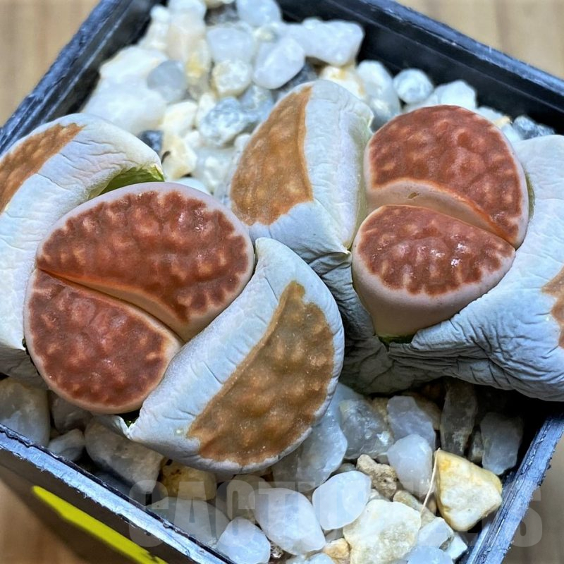 SH3189 Lithops karasmontana v. lateritia