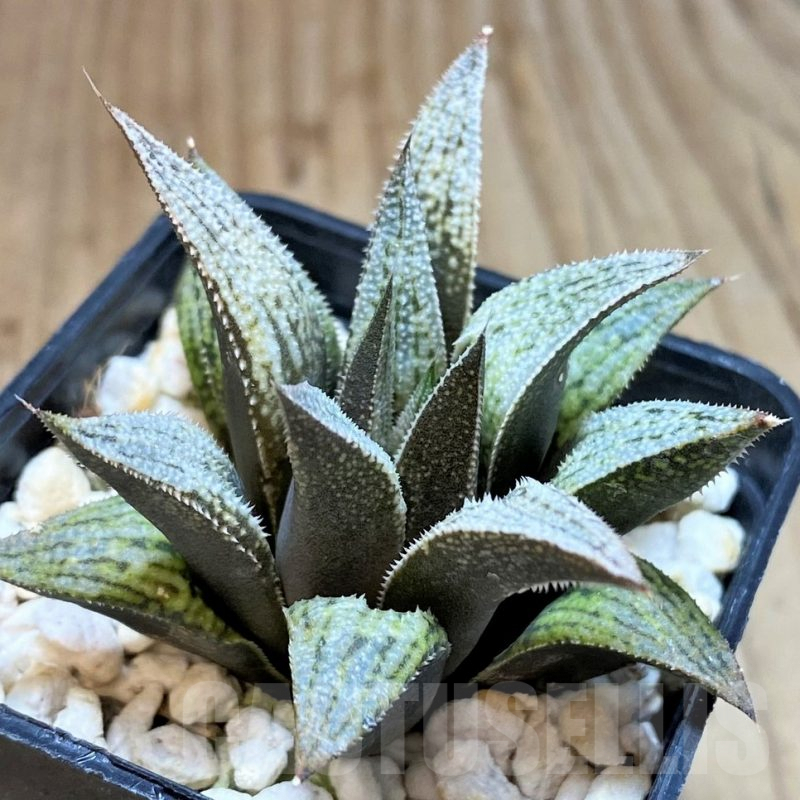 SH3261 Haworthia splendens hybrid