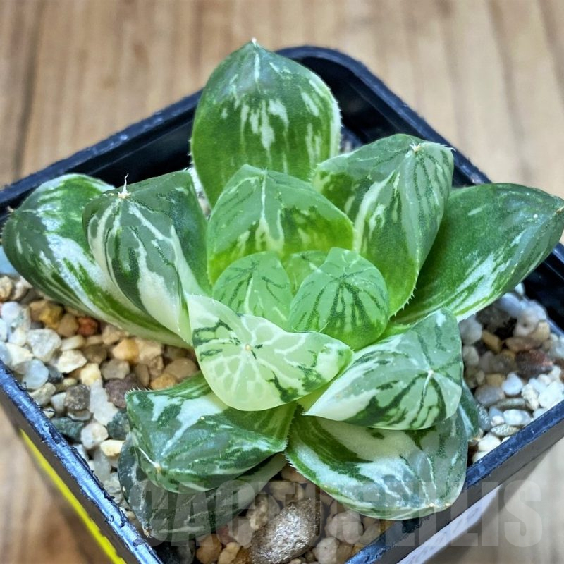 SH3993 Haworthia obtusa ‘Marin’ f. variegata