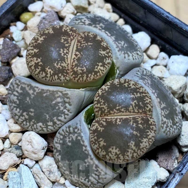 SH4344 Lithops lesliei v. maraisii