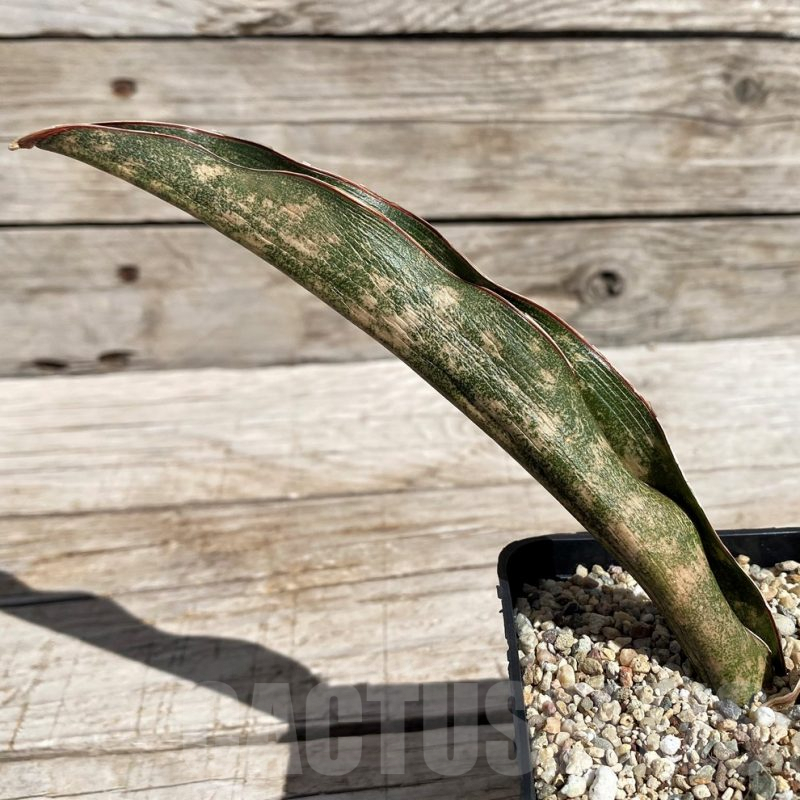SH4833 Sansevieria kirkii 'Coppertone'