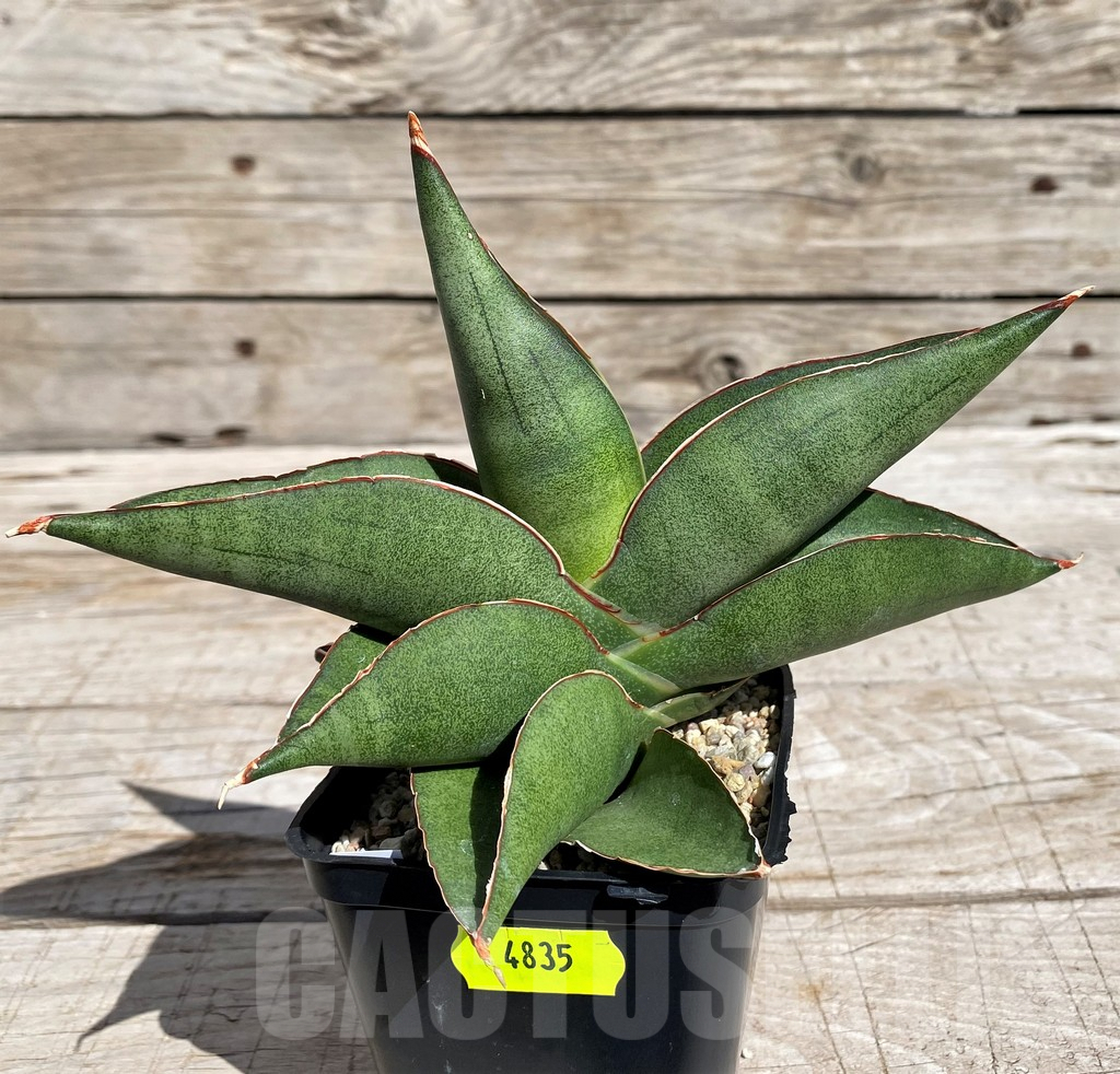 SH4835 Sansevieria 'Robo' - Image 2
