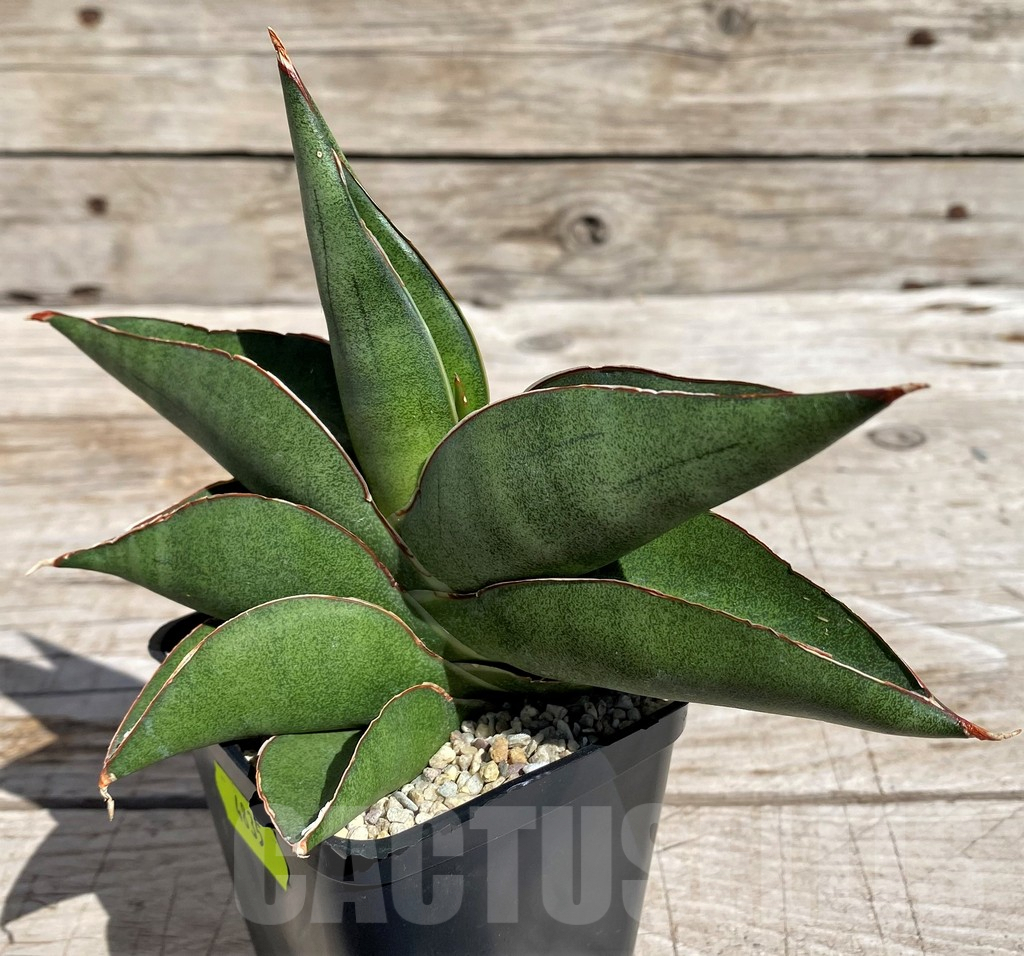 SH4835 Sansevieria 'Robo'