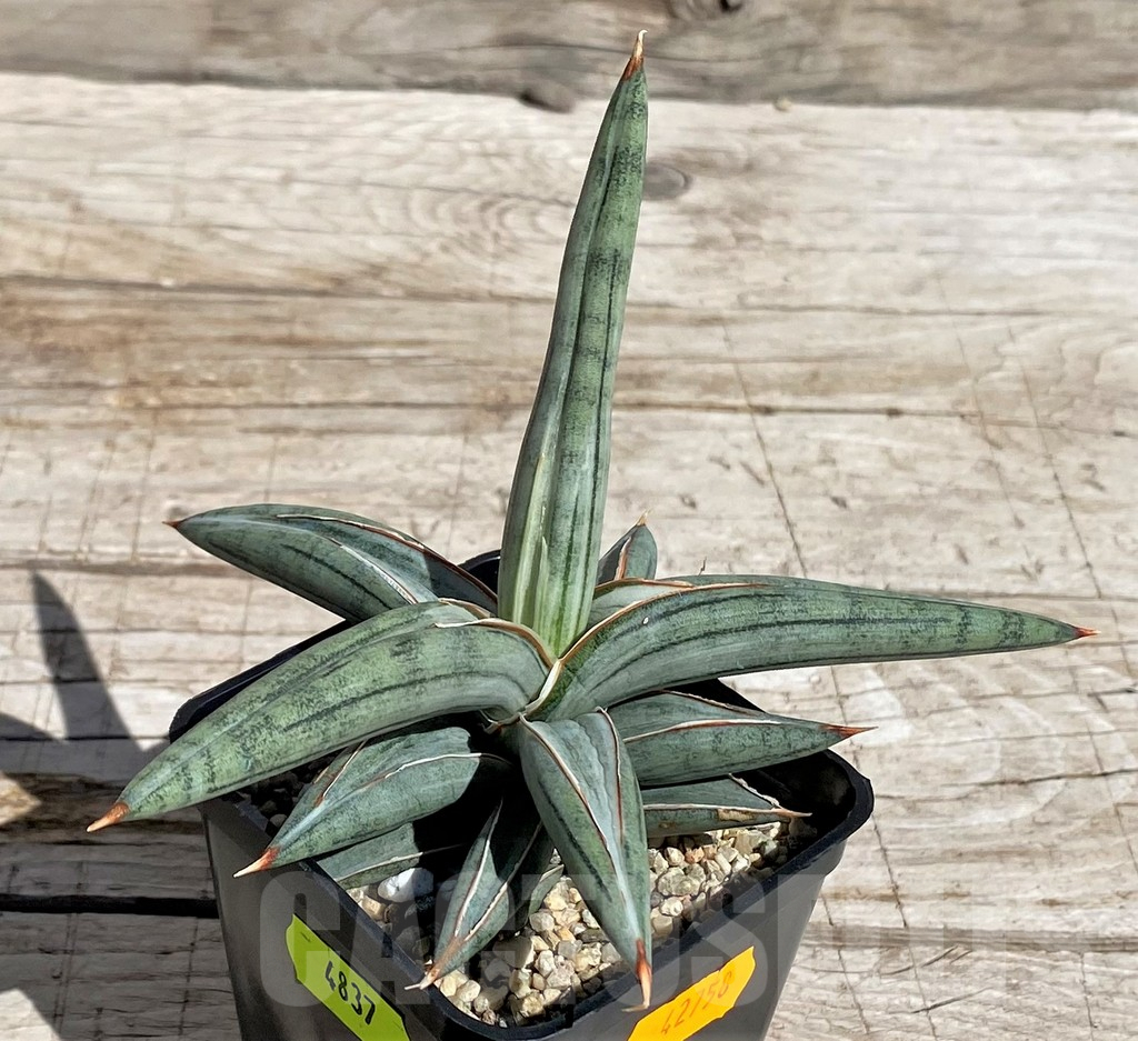 SH4837 Sansevieria ‘Silver Clone’ - immagine 3